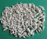 3/4 to 1-3/4 inches White Mixed Turris Shells - Case:15 kilos @ $6.00 a kilo; 2 <font color=red> Wholesale</font> Cases @ $4.40 kilo