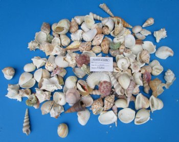 Large Indian Assorted Craft Seashells 1 to 3-1/2 inches - 4 pounds @ $12.99 a bag; 3 Bags @ $11.55 a bag