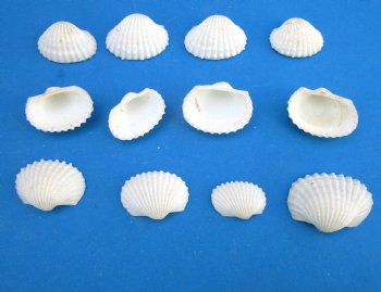 Extra Small White Ribbed Cockle Shells, Anadora Scapa,  3/4 to 1 inch -  Case: 21 kilos @ $4.30 a kilo; <font color=red> 2 Wholesale Cases </font> @ $3.50 a kilo