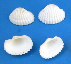 Extra Small White Ribbed Cockle Shells, Anadora Scapa,  3/4 to 1 inch -  Case: 21 kilos @ $4.30 a kilo; <font color=red> 2 Wholesale Cases </font> @ $3.50 a kilo