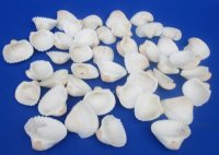 White Ribbed Cockle Shells, Anadora Scapa 2-1/2" to 3" - $8.25 a kilo; 4  @ 7.20 a kilo