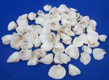 Small White Ribbed Cockle Shells, 1-1/4 to 2 inches - 1 Case 20 kilos @ $4.50 a kilo; 2 <font color=red>Wholesale Cases</font> @ $3.60 a kilo