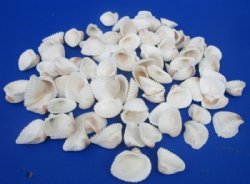 Small White Ribbed Cockle Shells, 1-1/4 to 2 inches - 1 Case 20 kilos @ $4.50 a kilo; 2 <font color=red>Wholesale Cases</font> @ $3.60 a kilo