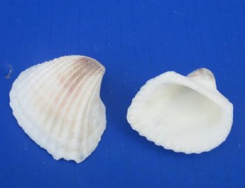 Small White Ribbed Cockle Shells, 1-1/4 to 2 inches - 1 Case 20 kilos @ $4.50 a kilo; 2 <font color=red>Wholesale Cases</font> @ $3.60 a kilo