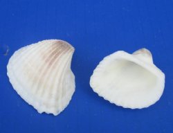 Small White Ribbed Cockle Shells, Anadora Scapa 1-1/4" to 2" - $6.40 a kilos; 4 kilos @ $5.60 a bag