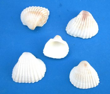 Small Ribbed Cockle Shells, Anadora Scapa in Bulk 1-1/4 to 1-1/2 inches - Case:  21 kilos @ $4.30 a kilo; <font color=red> 2 Wholesale Cases</font> @ $3.50 a kilo