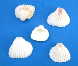 Small White Ribbed Cockle Shells, Andora Scapa, 1-1/4 to 1-1/2 inches  - $6.60 a kilo; 4 @ $5.60 a kilo