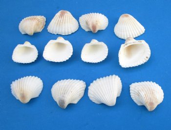 Small Ribbed Cockle Shells, Anadora Scapa in Bulk 1-1/4 to 1-1/2 inches - Case:  21 kilos @ $4.30 a kilo; <font color=red> 2 Wholesale Cases</font> @ $3.50 a kilo
