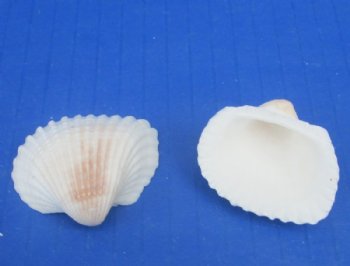 Small Ribbed Cockle Shells, Anadora Scapa in Bulk 3/4 to 1-1/4 inches  -  20 kilos @ $4.50 a kilo