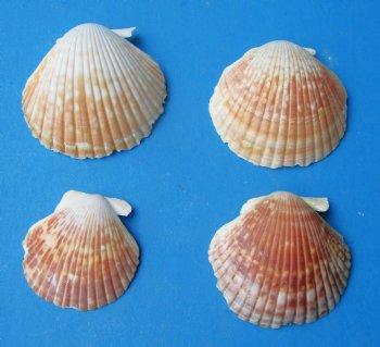 Pecten Pyxidatatus Cup Shell, 1 to 2 inches -  $10.40 a kilo; 3 kilos @ $9.36 a kilo