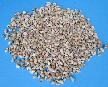 Tiny Phasianella Veriegata Snail Shells <font color=red> Wholesale</font>,  Under 1 inch - Case: 20 kilos @ $5.85 a kilo
