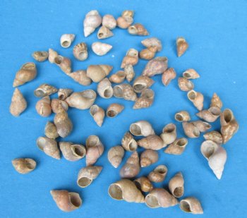 Tiny Phasianella Veriegata Snail Shells <font color=red> Wholesale</font>,  Under 1 inch - Case: 20 kilos @ $5.85 a kilo