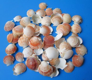 Pecten Pyxidatatus Cup Shell, 1 to 2 inches -  $10.40 a kilo; 3 kilos @ $9.36 a kilo