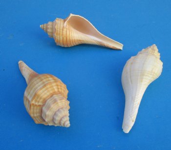 Ternate False Fusus Shells, Hemifusus Ternatanus, 3 to 4 inches - 25 @ .40 each; 100 @ .35 each
