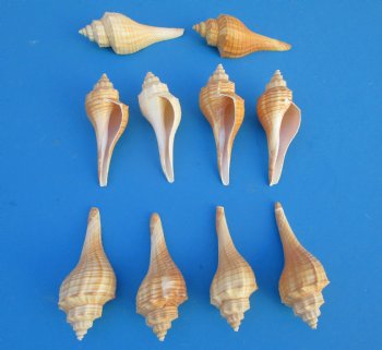 Ternate False Fusus Shells, Hemifusus Ternatanus, 3 to 4 inches - 25 @ .40 each; 100 @ .35 each