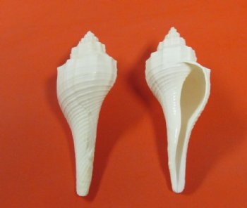 White Ternate False Fusus Shells <font color=red> Wholesale</font>, Hemifusus Ternatanus  3 to 3-7/8 inches -  300 @ .31 each