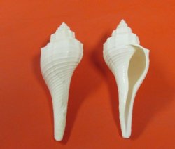 White Ternate False Fusus Shells, Hemifusus Ternatanus  3 to 3-7/8 inches -  25 @ .56 each; 100 @ .50 each