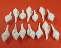 White Ternate False Fusus Shells <font color=red> Wholesale</font>, Hemifusus Ternatanus  3 to 3-7/8 inches -  300 @ .31 each