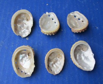 1 to 2-1/2 inches Natural Haliotis Ovino Abalone Shells - 1 Gallon (3 pounds) @ $20.80 a gallon