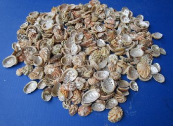 1 to 2-1/2 inches Natural Haliotis Ovino Abalone Shells - 1 Gallon (3 pounds) @ $20.80 a gallon