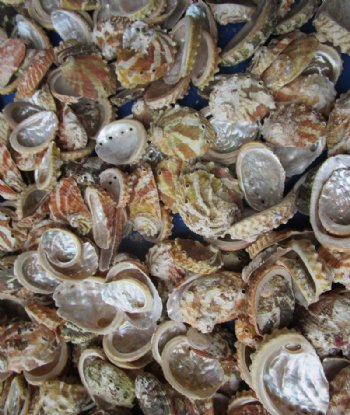 1 to 2-1/2 inches Natural Haliotis Ovino Abalone Shells - 1 Gallon (3 pounds) @ $20.80 a gallon