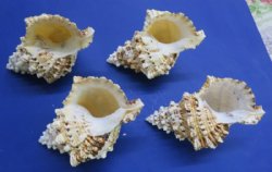 Giant Frog Shell, Tutufa Bubo 6 to 8 inches - 12 @ $7.20 each
