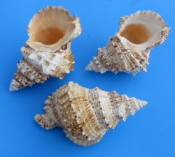 Giant Frog Shell, Large Frog Snail, 8 inches - $14.80 each