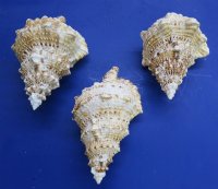 8 inches Giant Frog Shells <font color=red> Wholesale</font>, Tutufa bubo - 24 @ $8.35 each