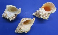 8 inches Giant Frog Shells <font color=red> Wholesale</font>, Tutufa bubo - 24 @ $8.35 each