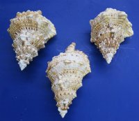 Giant Frog Shell, Large Frog Snail, 8 inches - $14.80 each