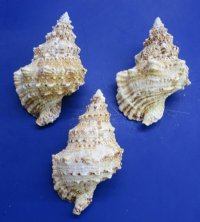 Giant Frog Shell, Large Frog Snail, 8 inches - $14.80 each