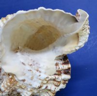 Giant Frog Shell, Large Frog Snail, 8 inches - $14.80 each