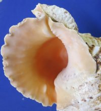 Giant Frog Shell, Large Frog Snail, 8 inches - $14.80 each