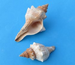 2" to 4" Fox Shells, Striped Trapezium Horse Conch Shells <font color=red>Wholesale</font> - Case of 350 @ .35 each