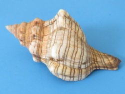 Trapezium Horse Conch Shells, Striped Fox Shells, 4 to 4-7/8 inches - 50 @ .86 each
