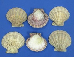 5" Brown Giant Lion's Paw Scallop Shell Halves - 6 @ $2.60 each