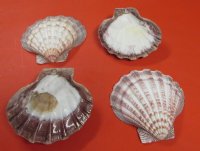 Large Lion's Paw Shells <font color=red>Wholesale </font> 6 to 6-3/4 inches - 40 @ $2.25 each