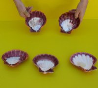 5" Orange Lion's Paw Scallop Shell, - 6 @ $3.75 each; 12 @ $3.05 each  