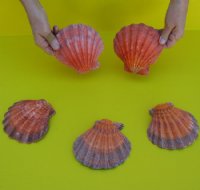 5" Orange Lion's Paw Scallop Shell, - 6 @ $3.75 each; 12 @ $3.05 each  