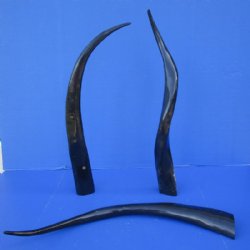 30 to 34 inches Long Black Polished Buffalo Horns <font color=red> Wholesale</font> - 6 @ $19.00 each