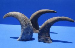 13 to 16 inches Raw Water Buffalo Horns, Sanded Buffalo Horns <font color=red> Wholesale</font>, Raw Buffalo Horn - 10 @ $9.00 each