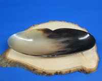 10-1/2 inches Boat Shaped Buffalo Horn Bowls - $17.99 each; <font color=red> CLOSEOUT SALE </font> 2 @ $9.60 each; 6 @ $8.65 each