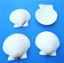 White Florida Bay Scallops Craft Shells 1-3/4 to 2-1/4 inches -100 @ .24 each