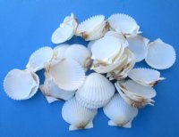White Florida Bay Scallop Shells  <font color=red> Wholesale</font>1-3/4 to 2-1/4 inches    - 700 @ .14 each