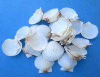 White Florida Bay Scallops Craft Shells 1-3/4 to 2-1/4 inches -100 @ .24 each