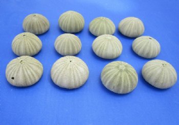 Dried Denuded Green Sea Urchins, 1-5/8 to 2-1/8 inches -12 @ .55 each; 48 @ .48 each