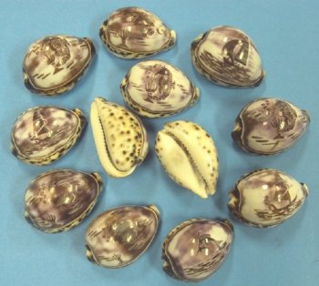 Carved Tiger Cowrie Shells  <font color=red> Wholesale</font> (Sealife, Ocean Scenes) - 80 @ $1.20 each