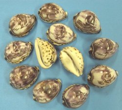 Carved Tiger Cowrie Shells (Sealife, Ocean Scenes) - 10 @ $2.15 each