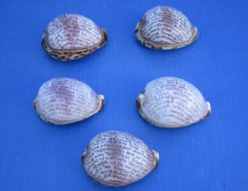 Carved Lord's Prayer on Tiger Cowrie Shells - 10 @ $3.00 each