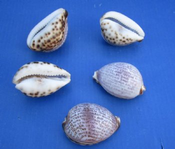 Carved Lord's Prayer on Tiger Cowrie Shells - 10 @ $3.00 each